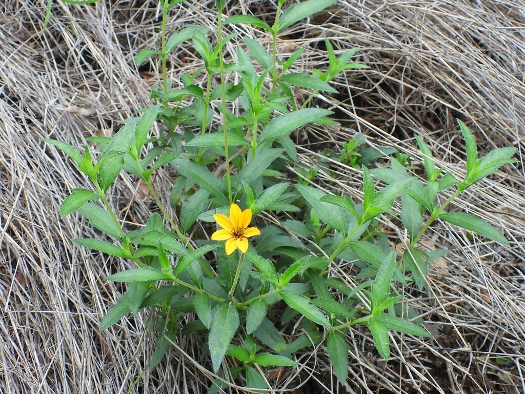 Zexmenia Hispida