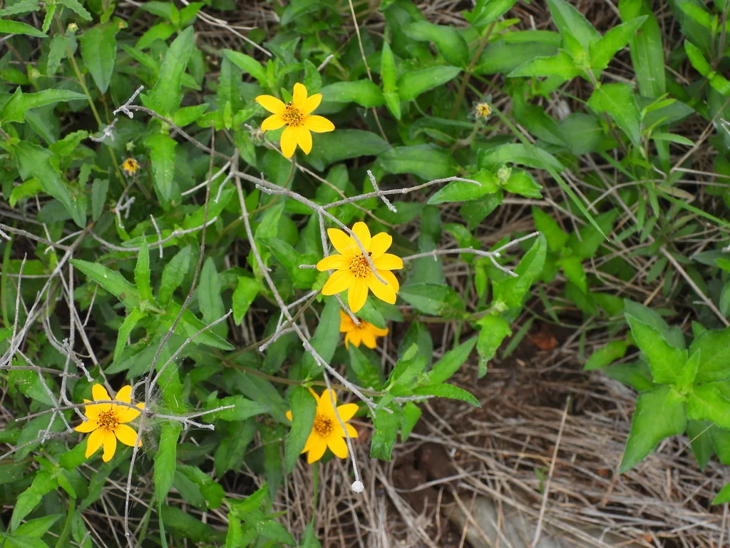 Zexmenia Hispida