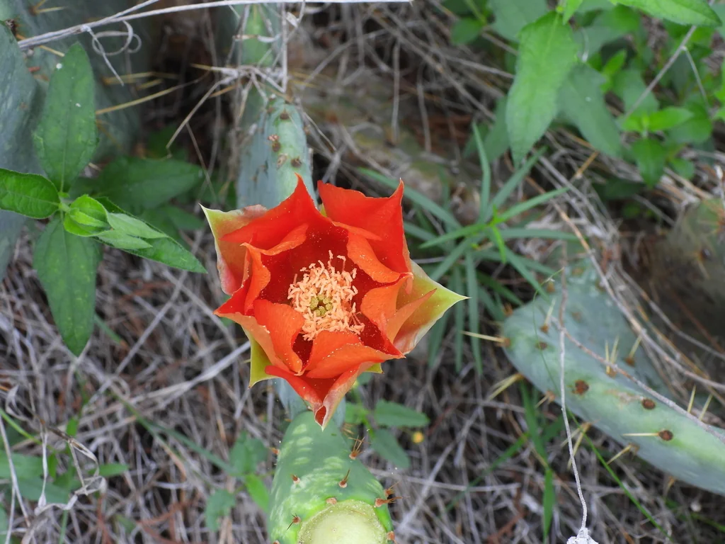Opuntia Lindheimeri