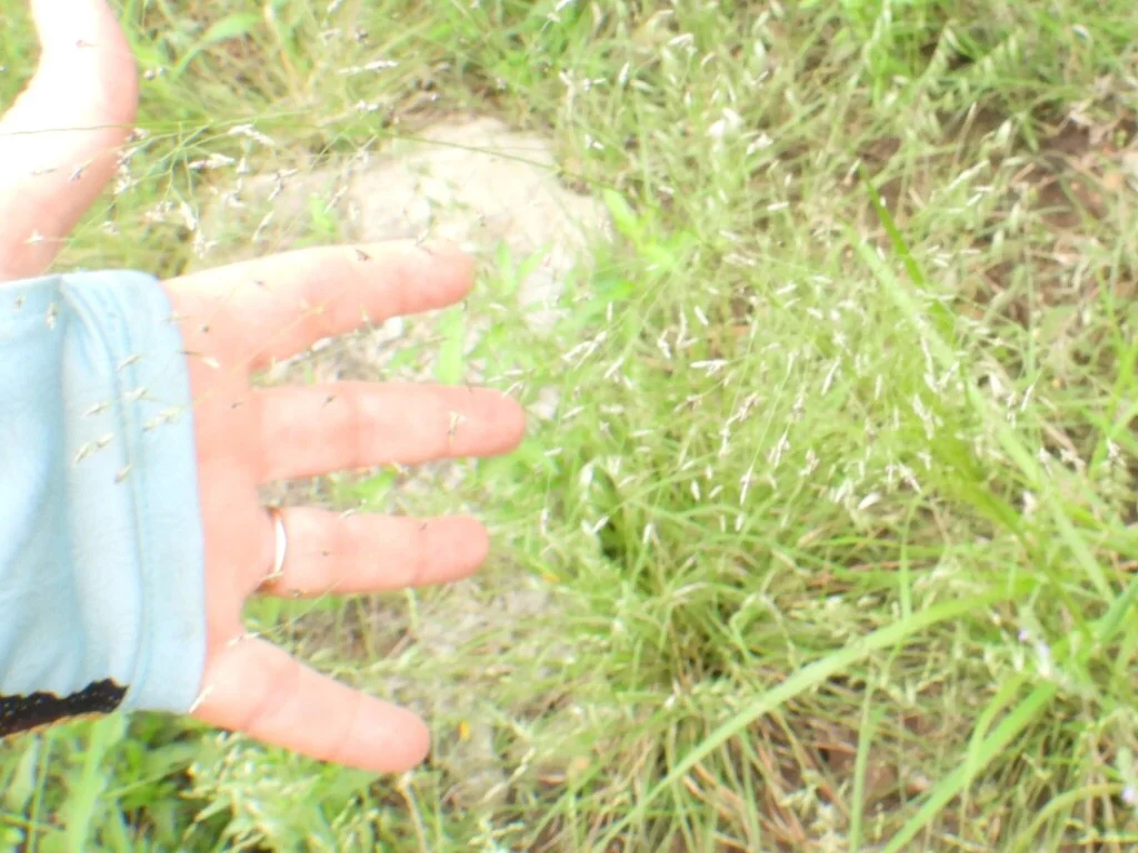 Eragrostis Intermedia