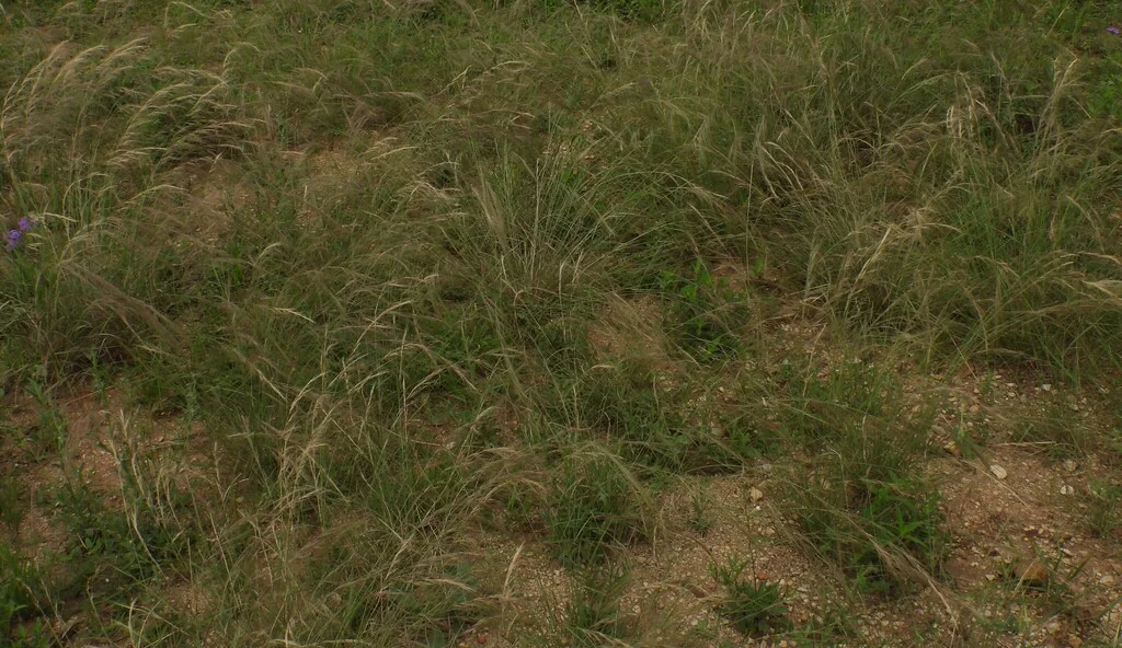 Aristida Purpurea