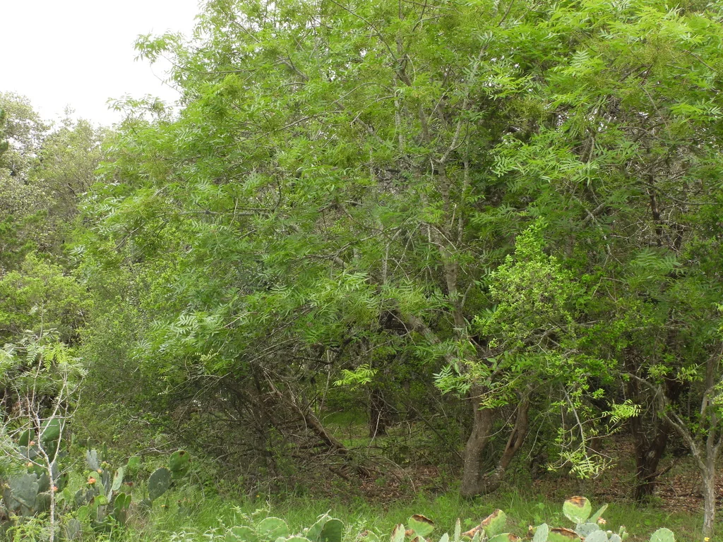 Pistacia Chinensis
