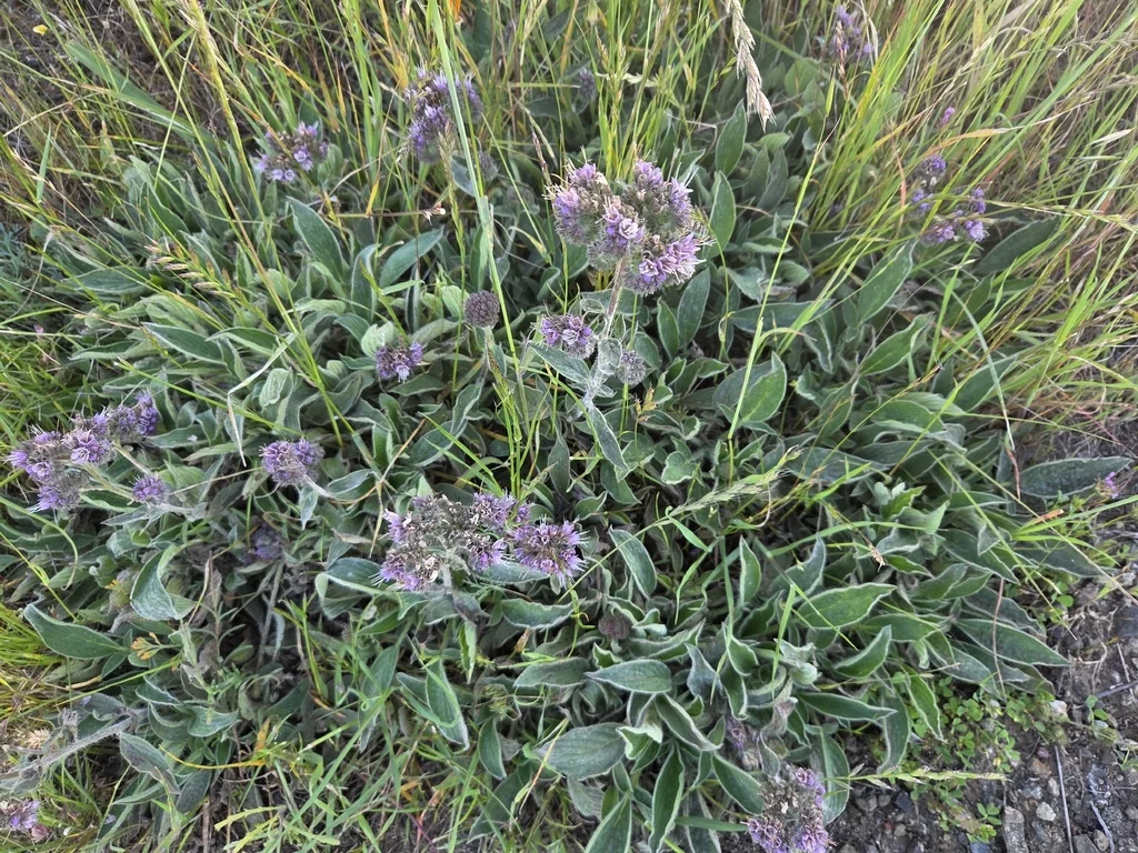Phacelia Californica