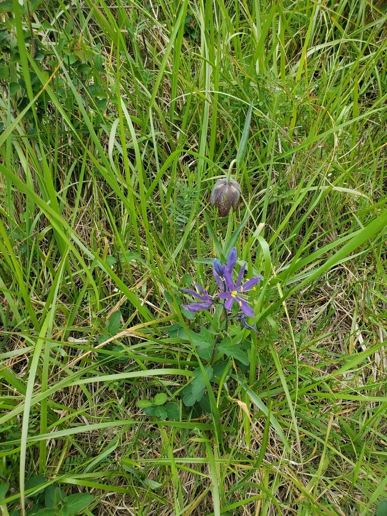 Camassia Quamash