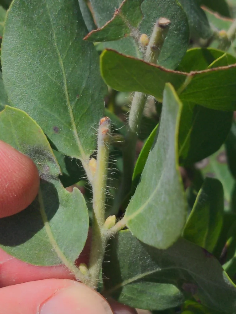 Arctostaphylos Columbiana