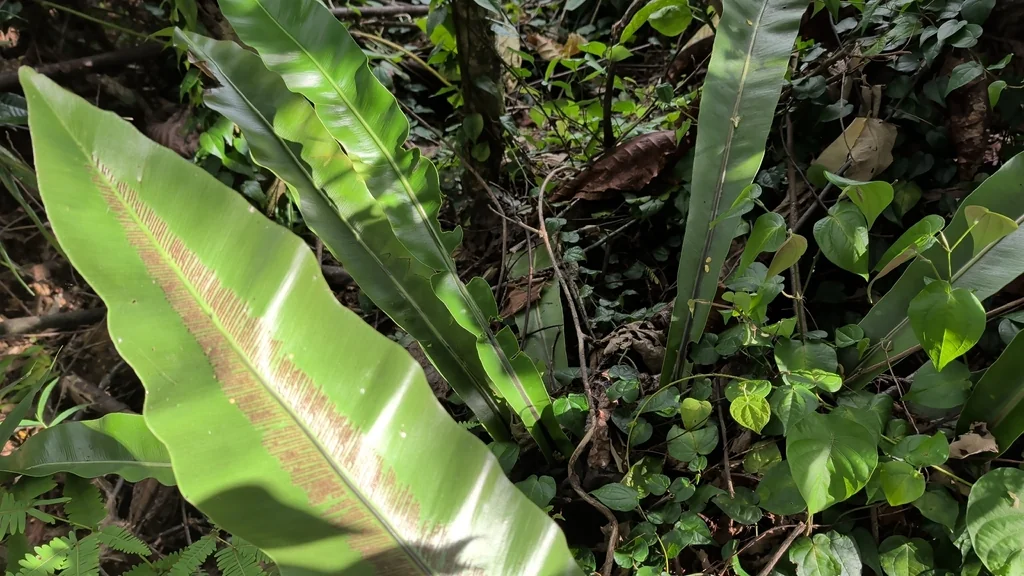 Asplenium Nidus