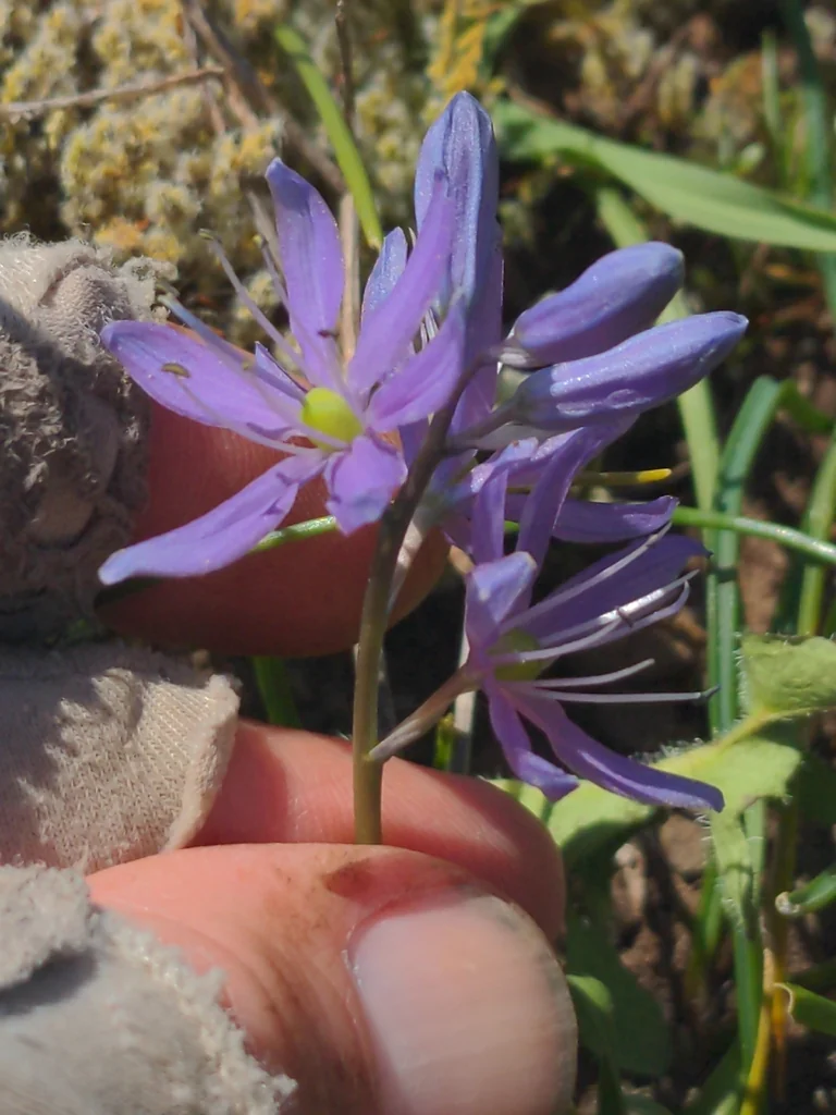 Camassia Quamash