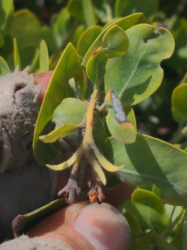 Arctostaphylos Columbiana