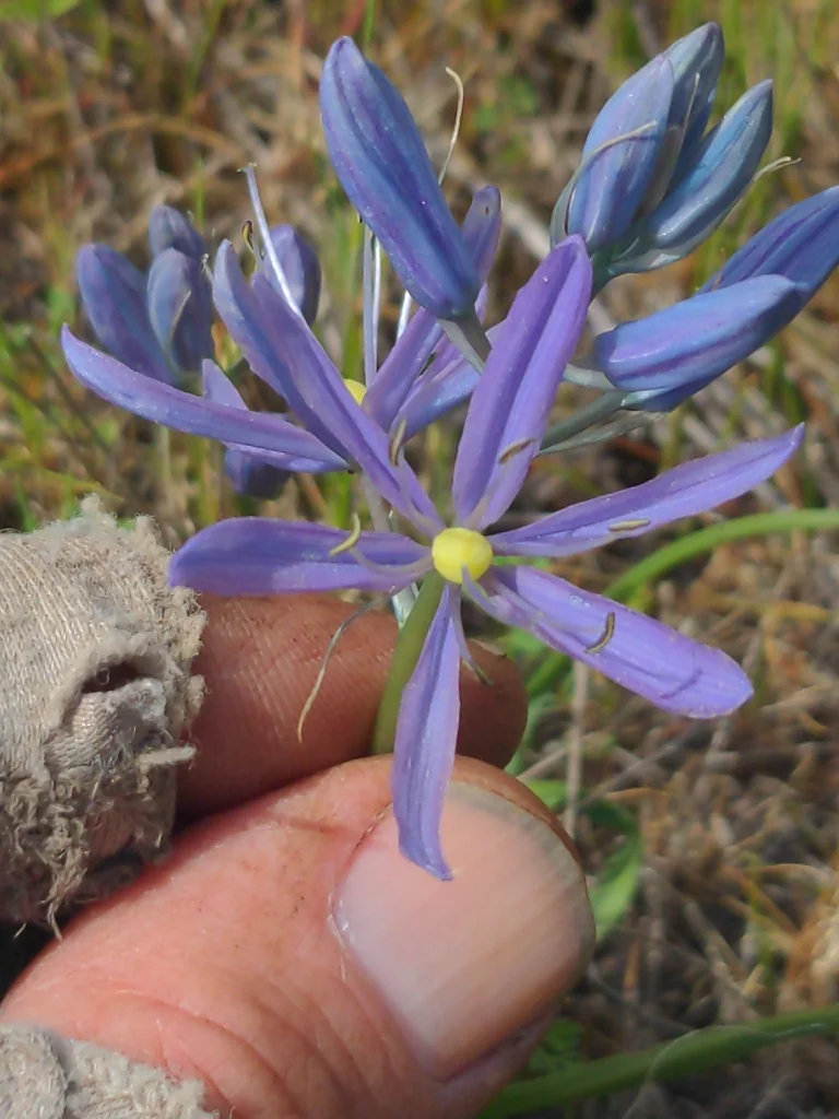 Camassia Quamash