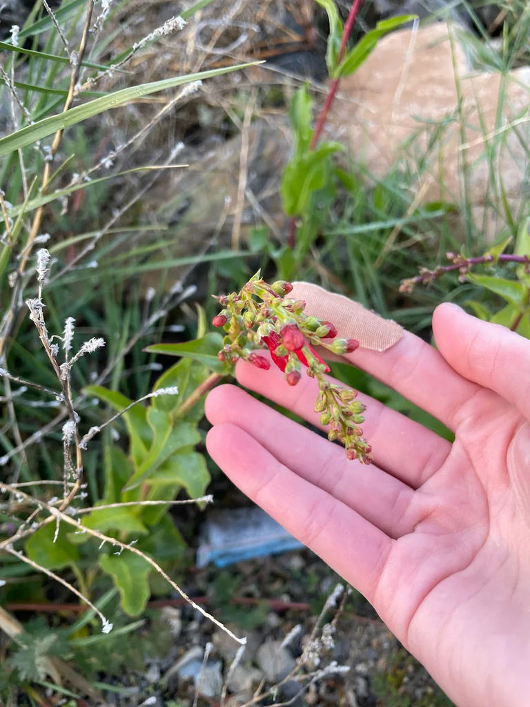 Penstemon Eatonii
