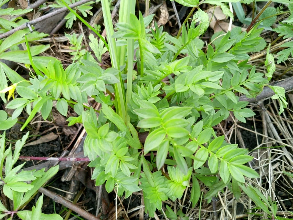 Polemonium Caeruleum