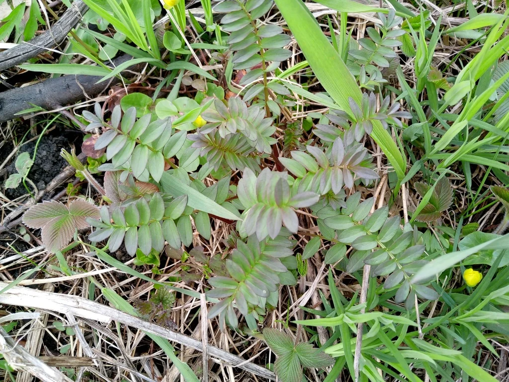 Polemonium Caeruleum