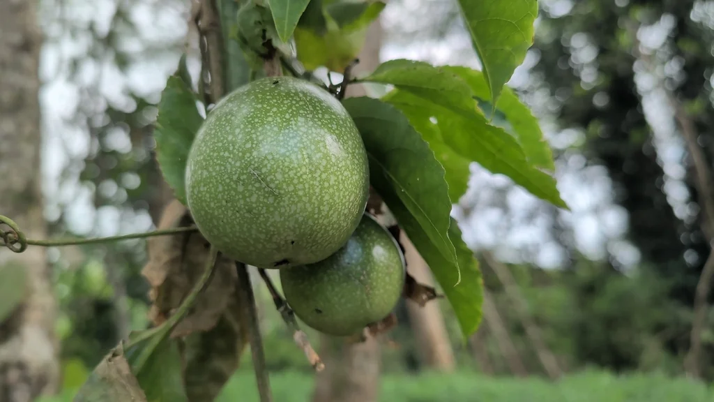 Passiflora Edulis
