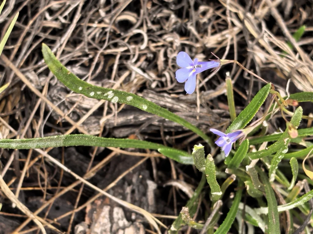 Lobelia erinus