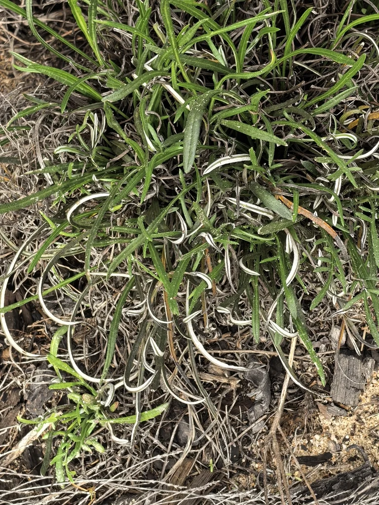 Gazania Krebsiana