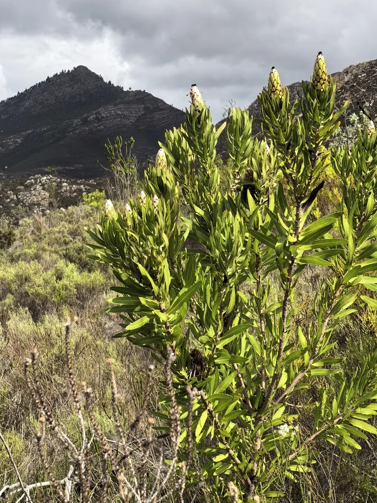 Protea Neriifolia