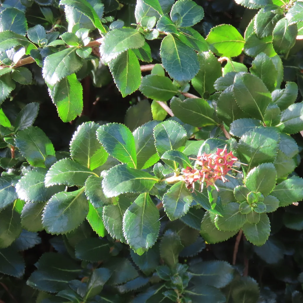 Escallonia Rubra