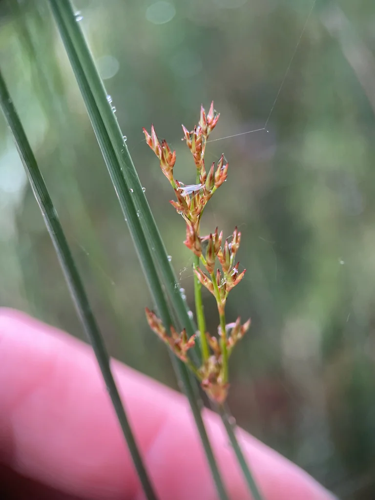 Juncus Patens