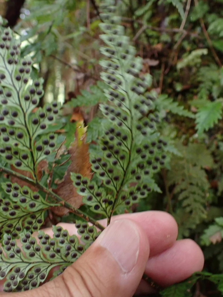 Rumohra Adiantiformis