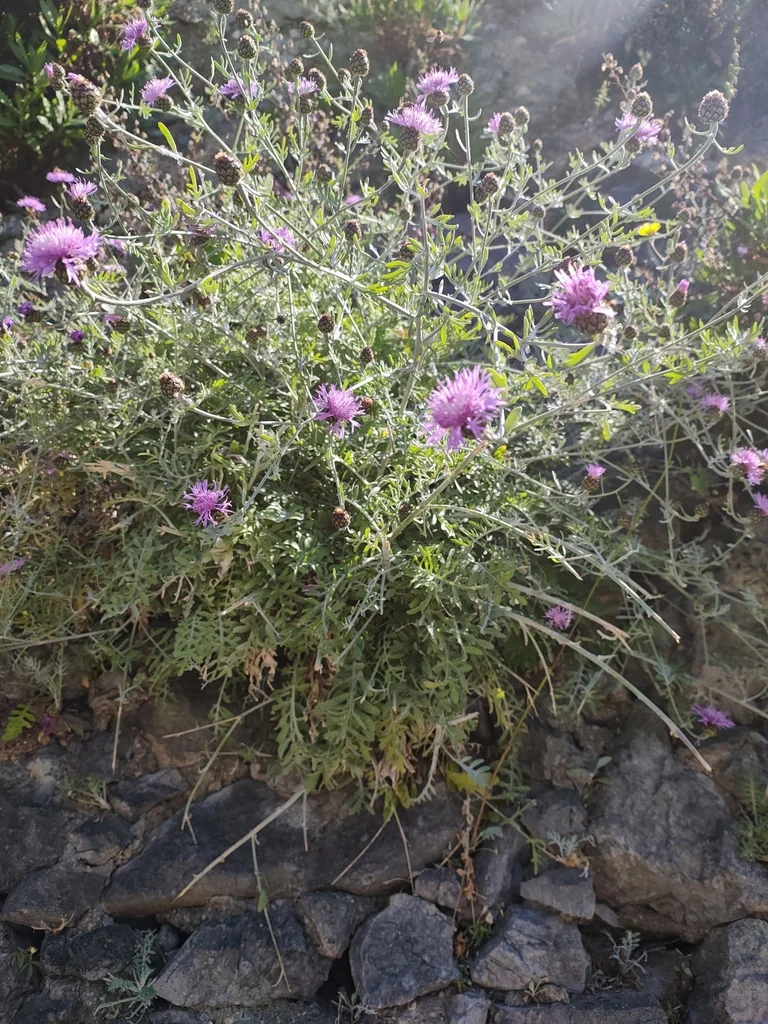 Centaurea Cineraria