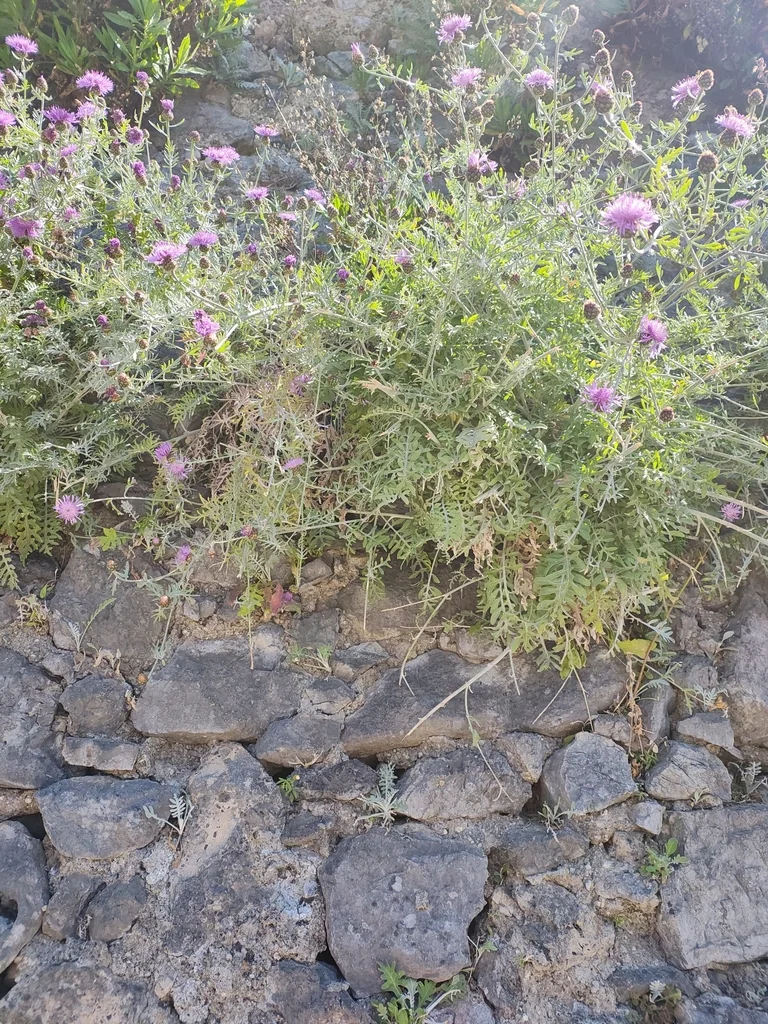 Centaurea Cineraria