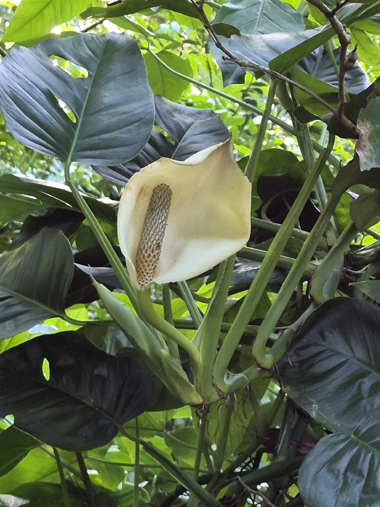 Monstera adansonii