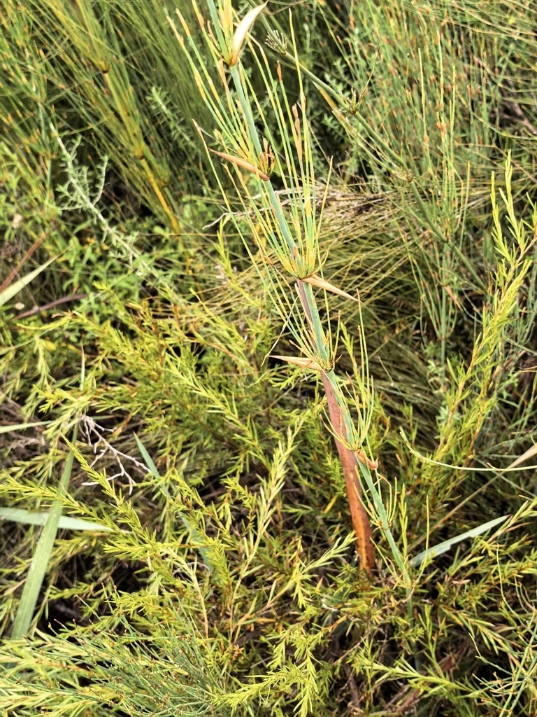 Elegia Capensis
