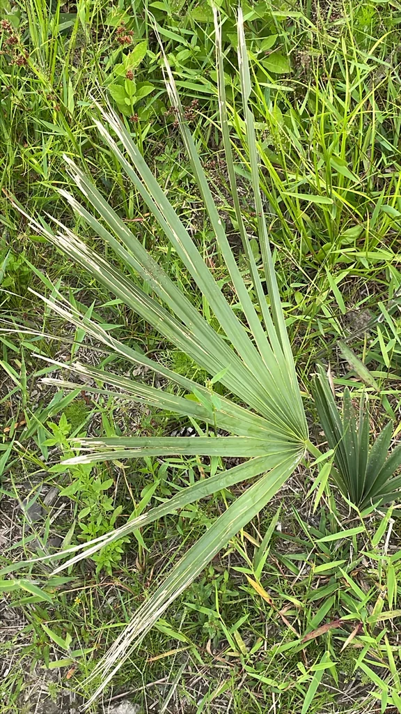 Sabal Minor