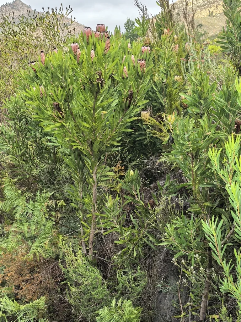 Protea Neriifolia