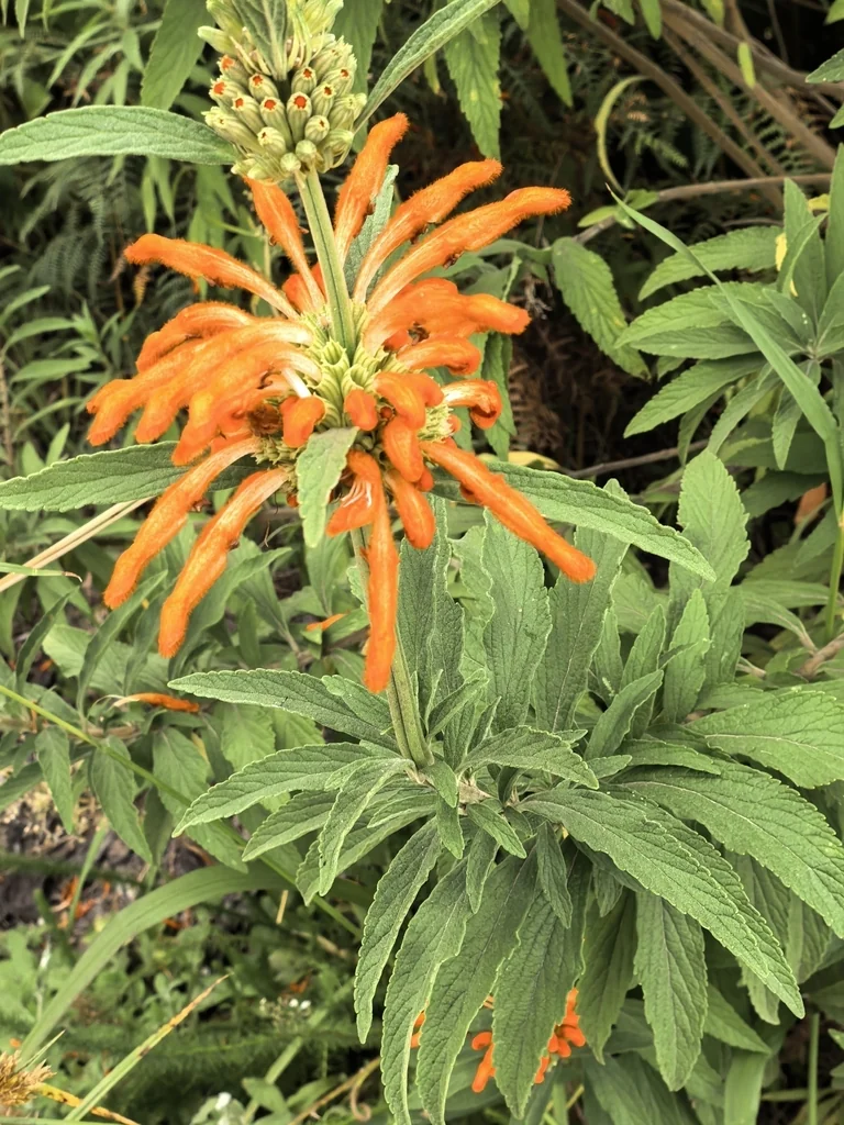 Leonotis Leonurus