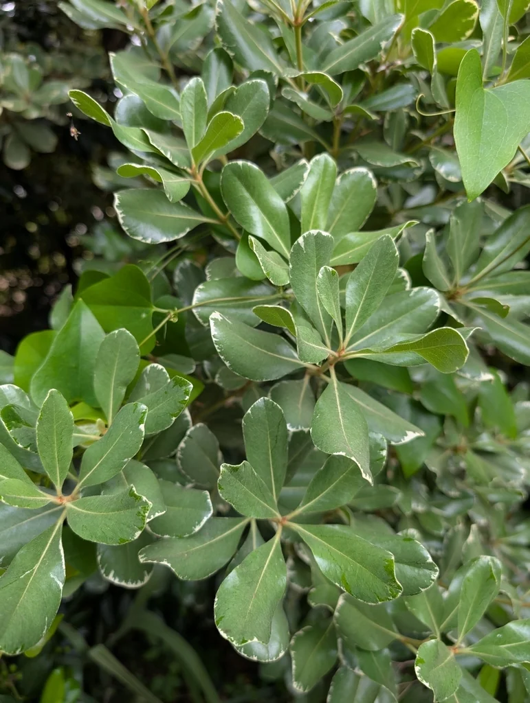 Pittosporum Tobira