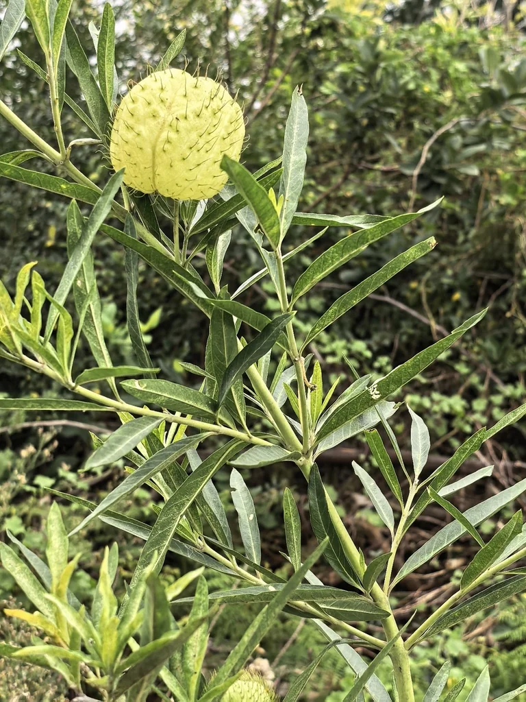 Gomphocarpus Physocarpus