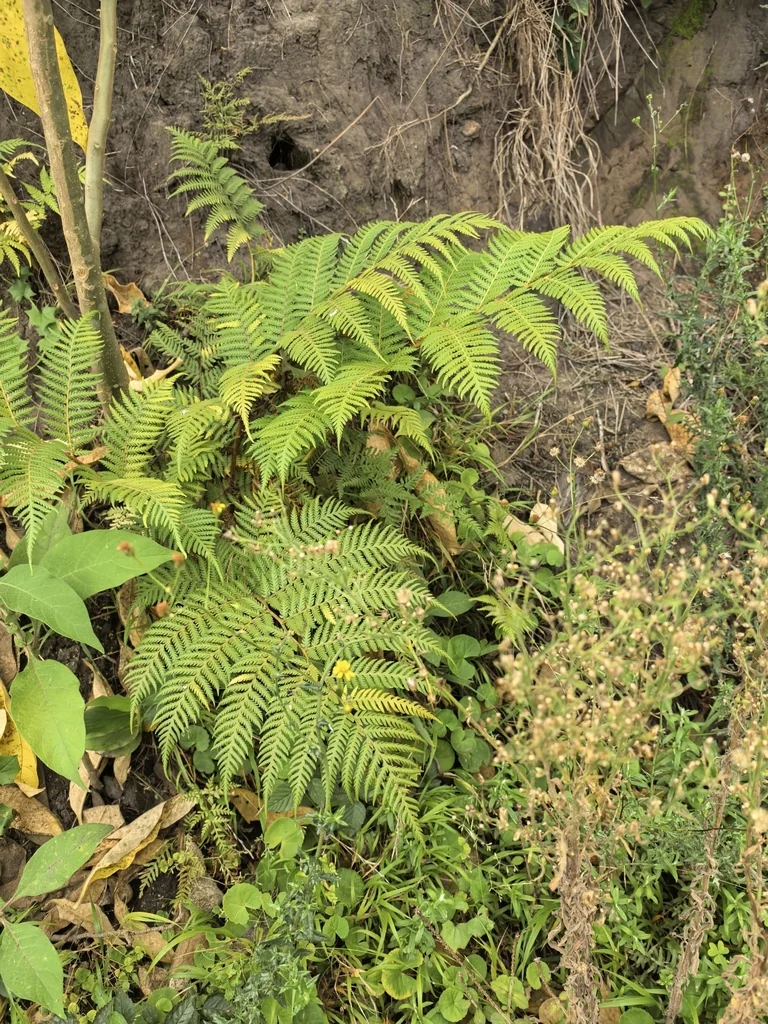 Cyathea cooperi