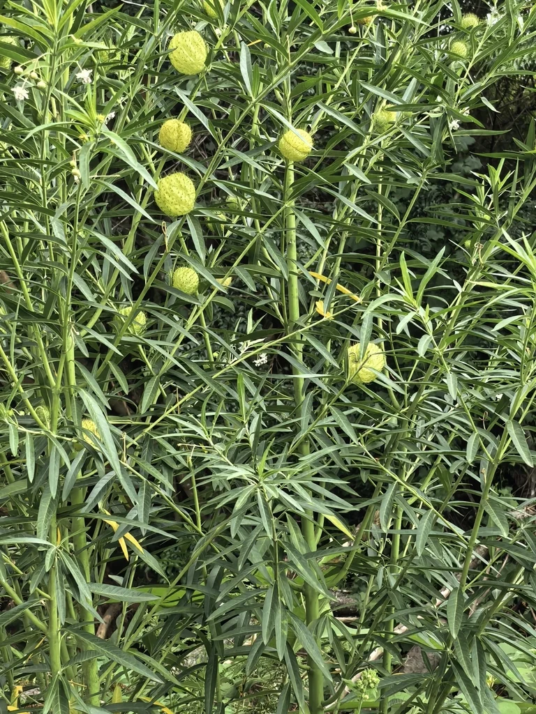 Gomphocarpus Physocarpus