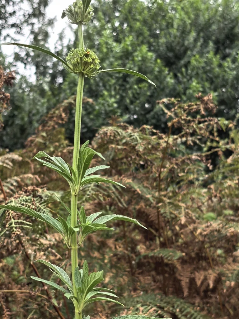 Leonotis Leonurus