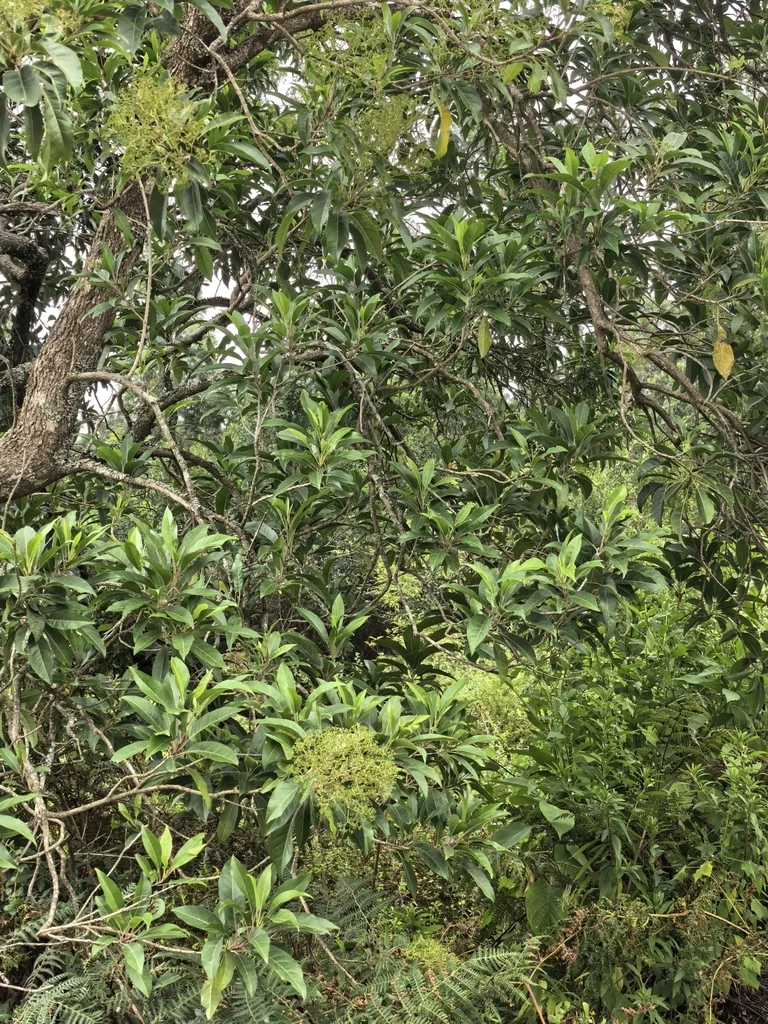 Nuxia Floribunda
