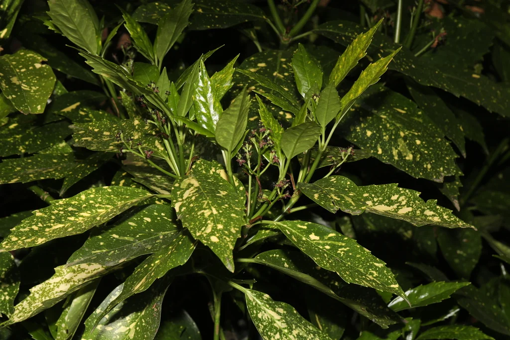 Aucuba Japonica
