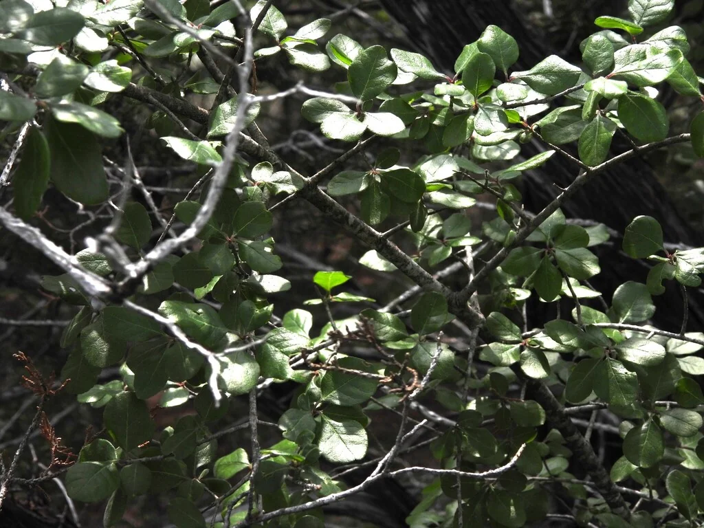 Ilex Decidua