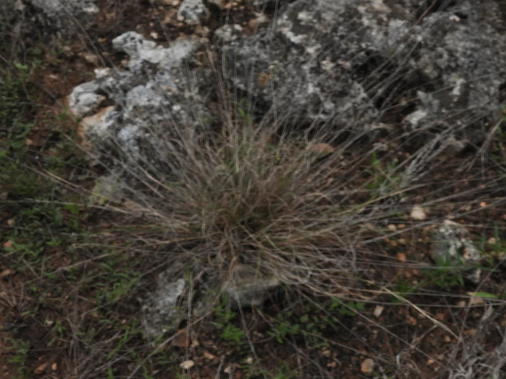 Aristida Purpurea