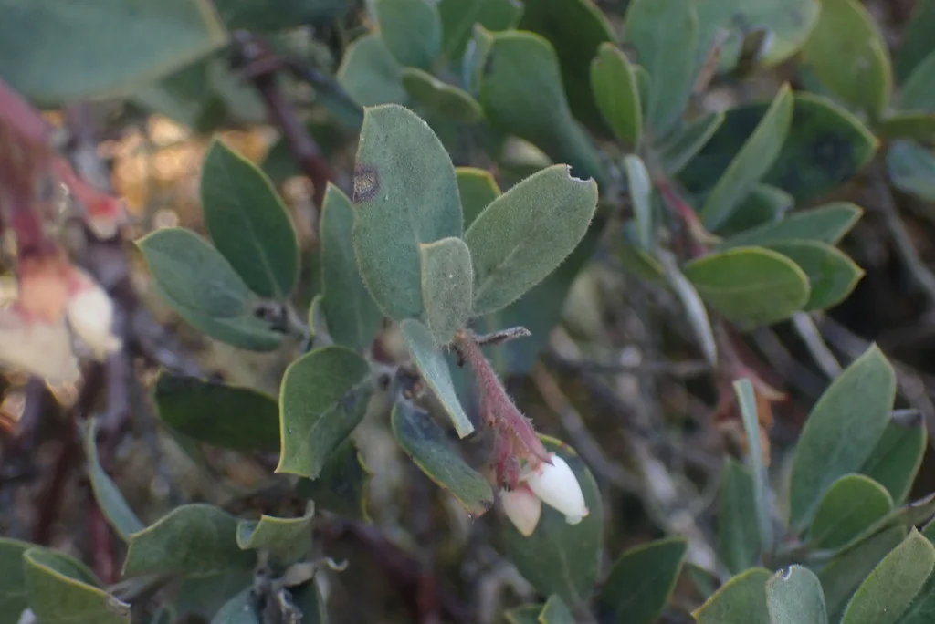 Arctostaphylos Columbiana