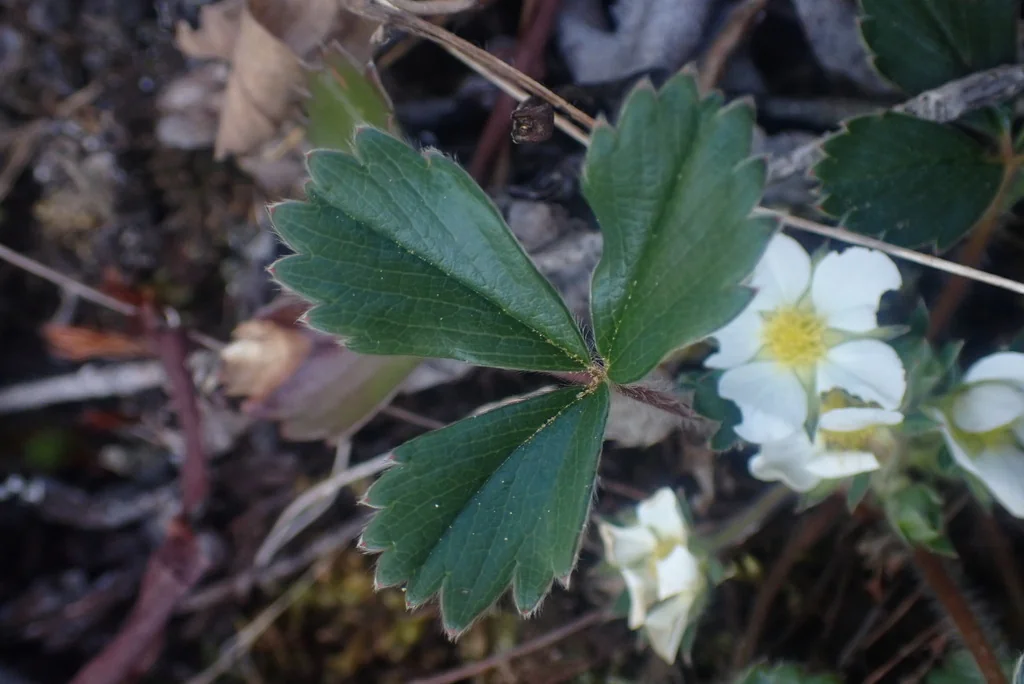 Fragaria chiloensis