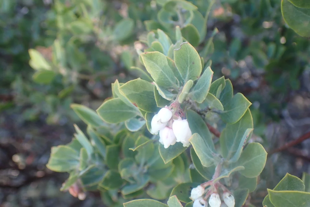 Arctostaphylos Columbiana