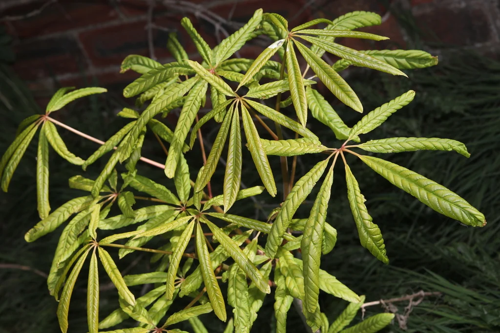 Aesculus Indica