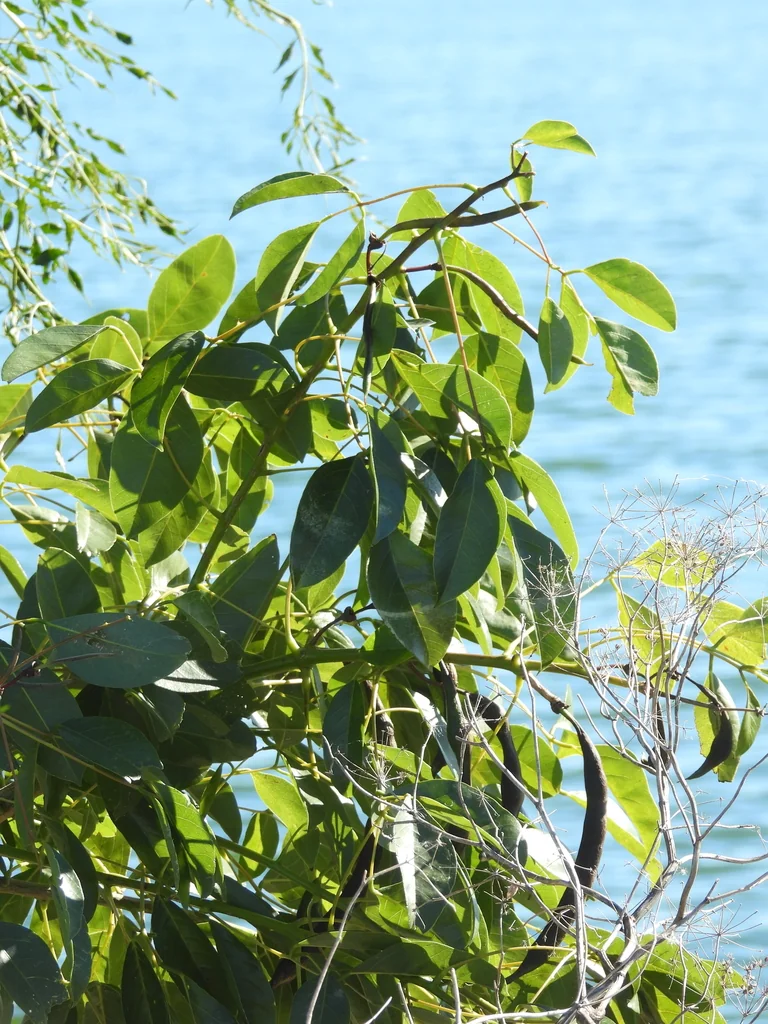 Erythrina Crista-Galli
