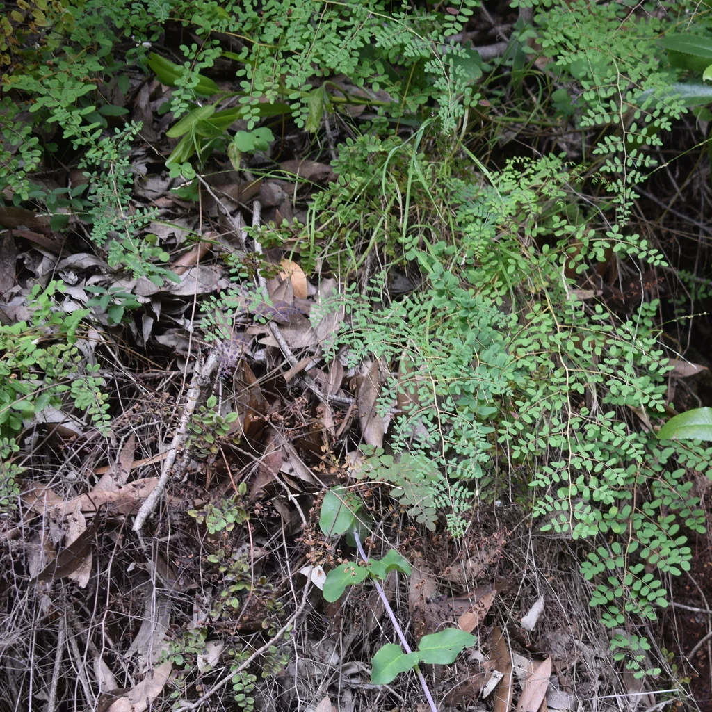 Pellaea Andromedifolia