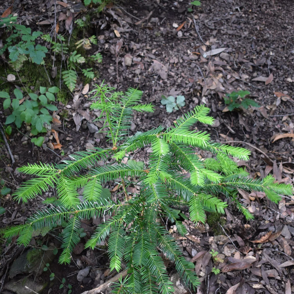 Torreya Californica