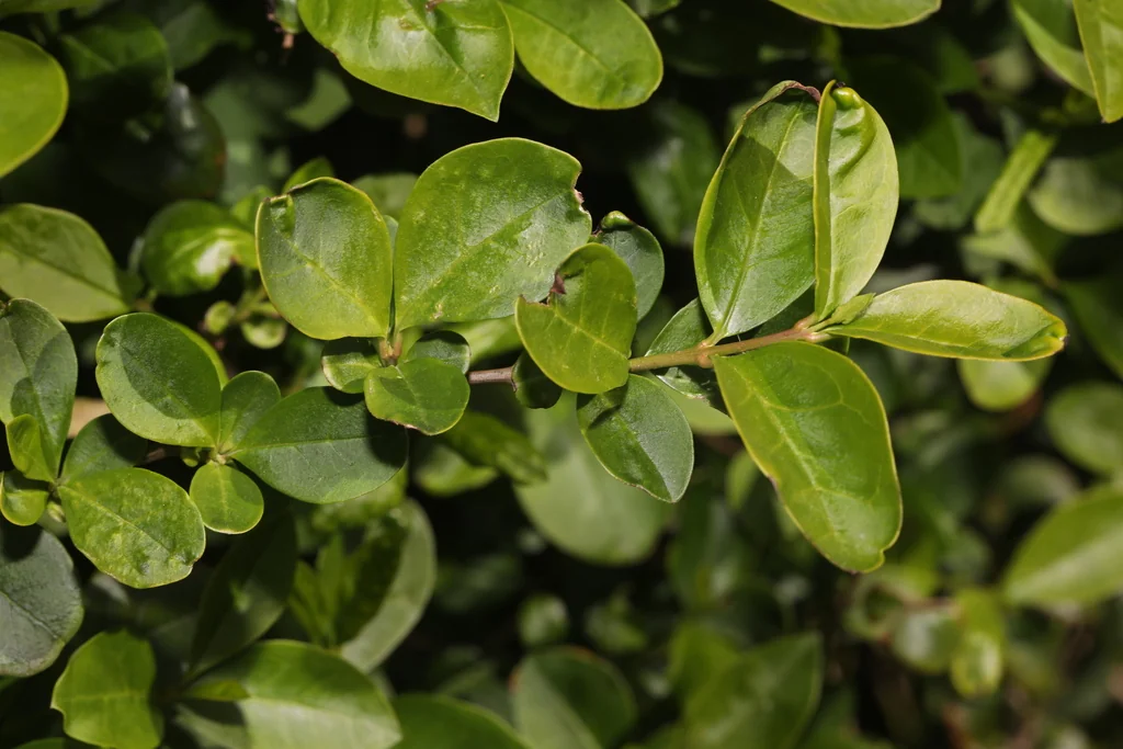 Ligustrum Ovalifolium