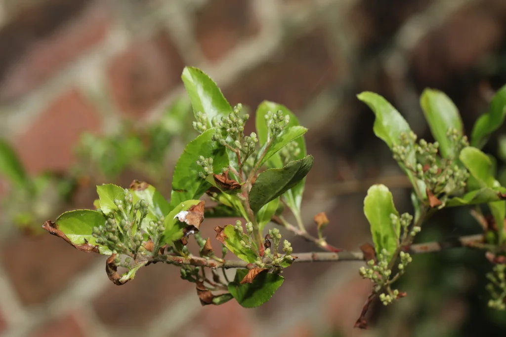 Pyracantha Coccinea