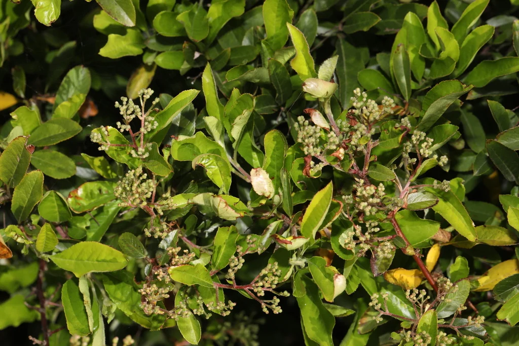 Pyracantha Coccinea