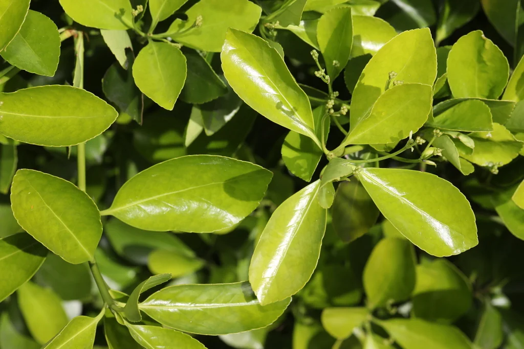 Euonymus Japonicus